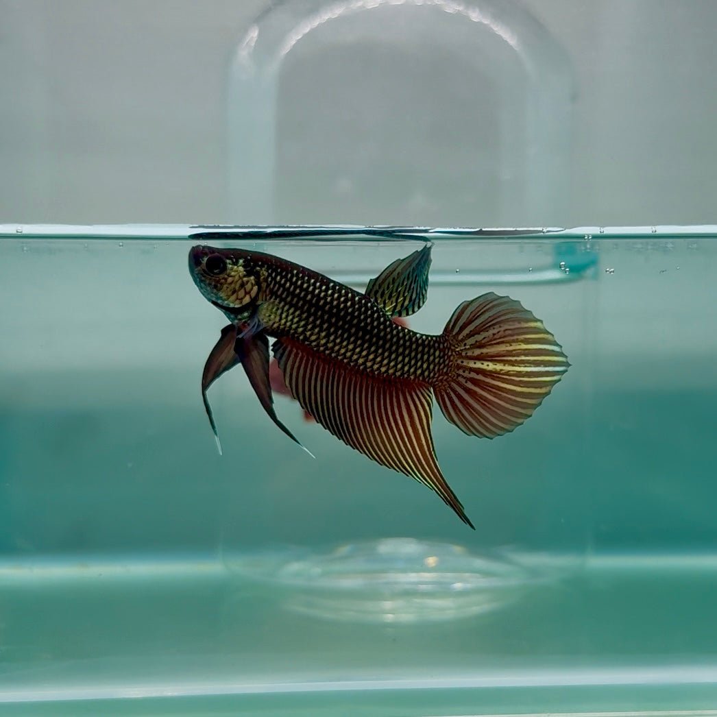 Plakat Smaragdina Male Betta M20