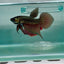 Plakat Smaragdina Male Betta M20