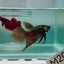 Plakat Smaragdina Male Betta M20