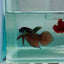 Plakat Smaragdina Male Betta M20