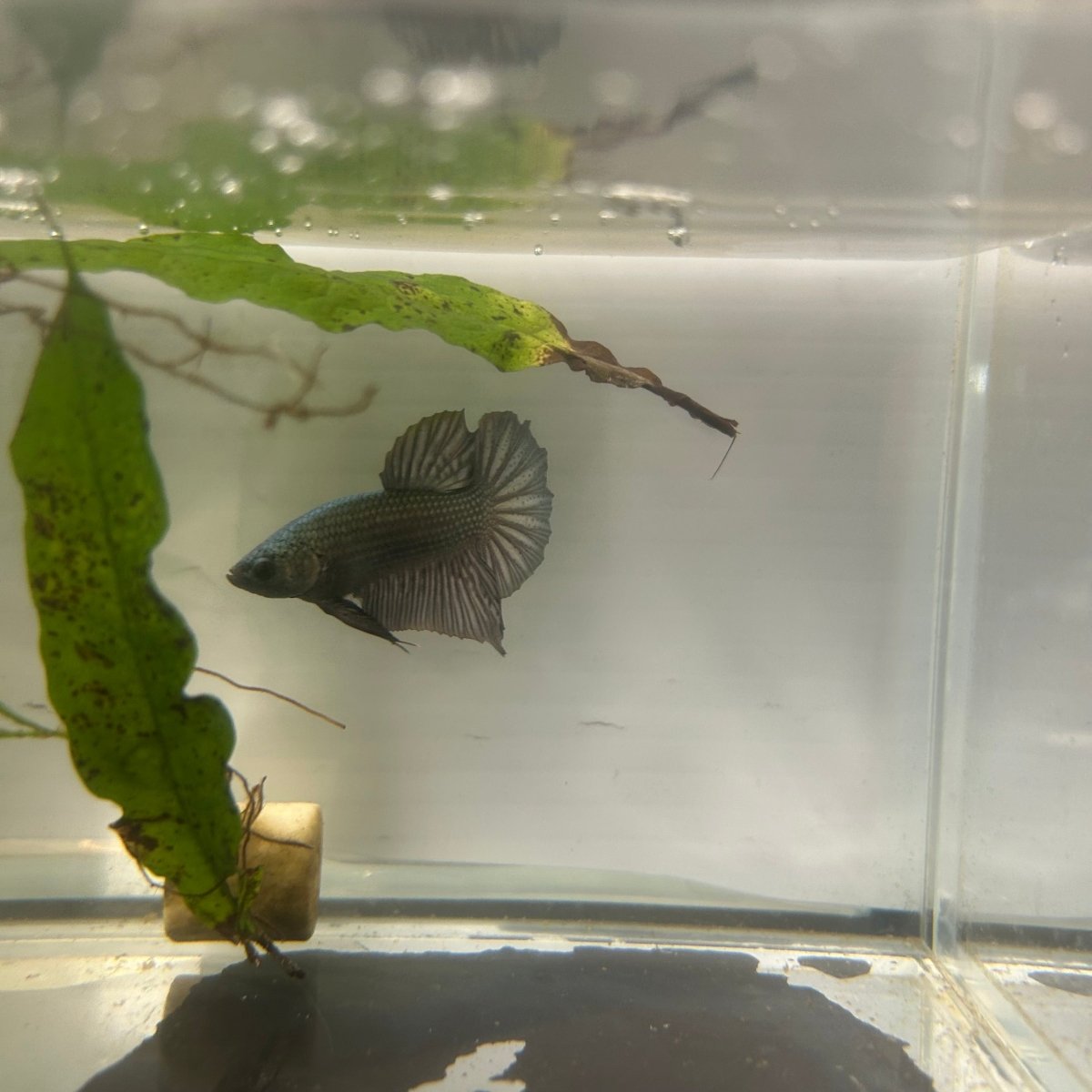 Plakat Solid Copper Male Betta N26