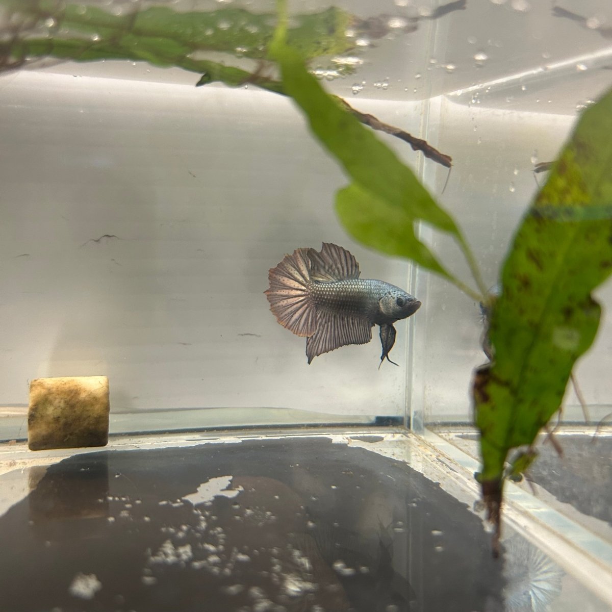 Plakat Solid Copper Male Betta N26