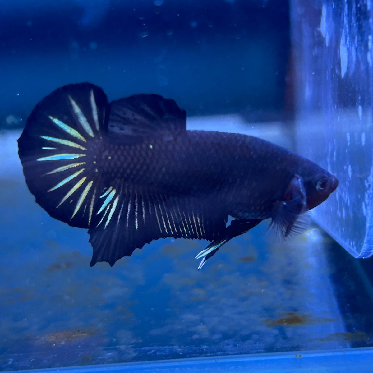 Plakat Star Tail Black Male Betta N137
