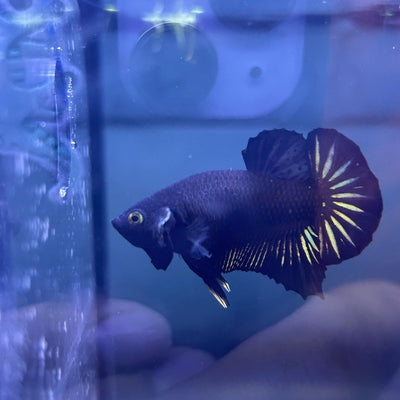Plakat Star Tail Black Male Betta N137
