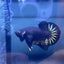Plakat Star Tail Black Male Betta N137