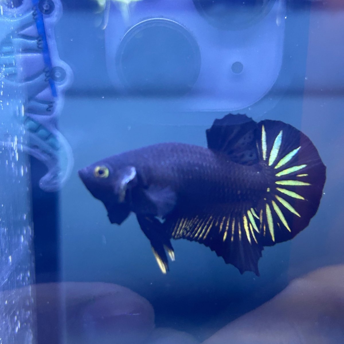 Plakat Star Tail Black Male Betta N137