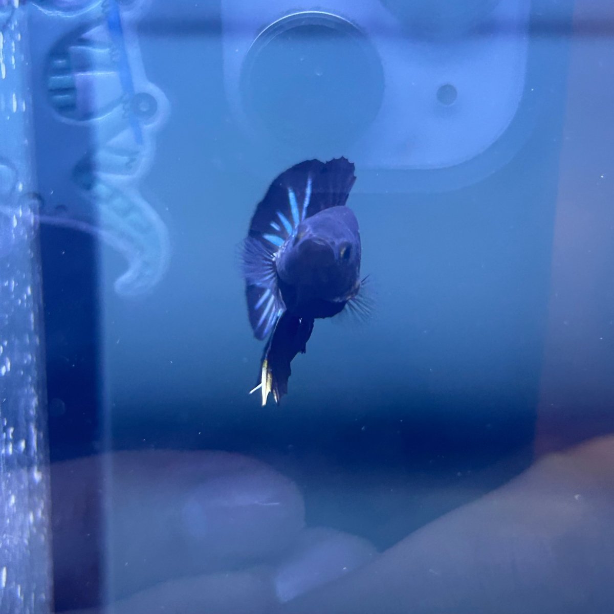 Plakat Star Tail Black Male Betta N137