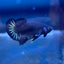 Plakat Star Tail Black Male Betta N137