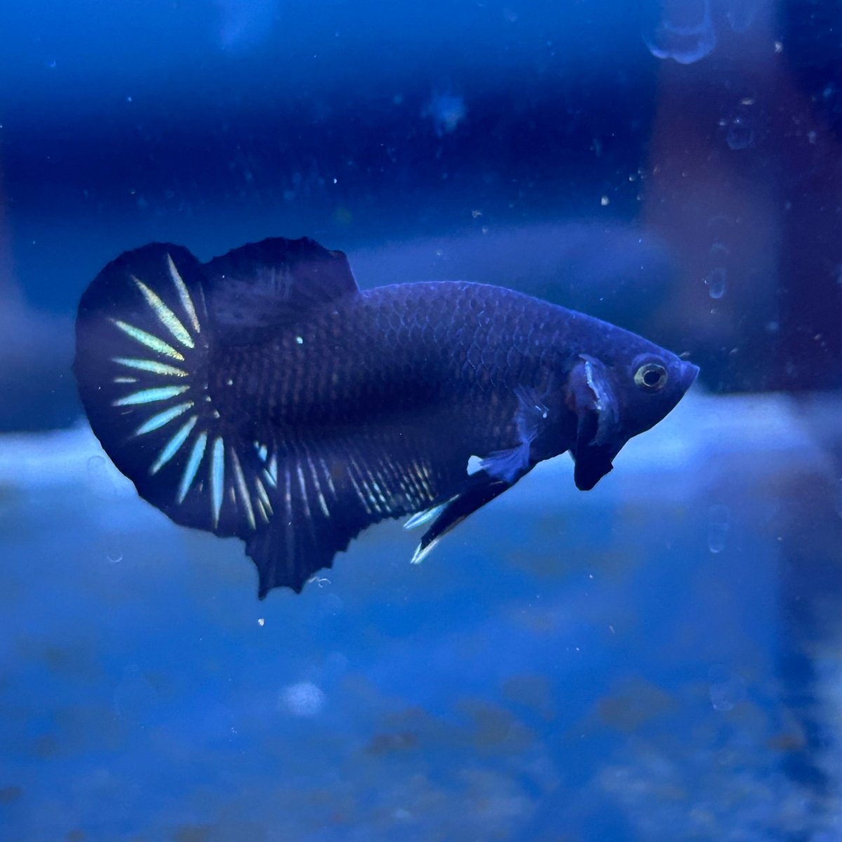 Plakat Star Tail Black Male Betta N137