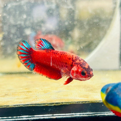 Plakat Startail Red Fancy Hellboy Female Betta 012