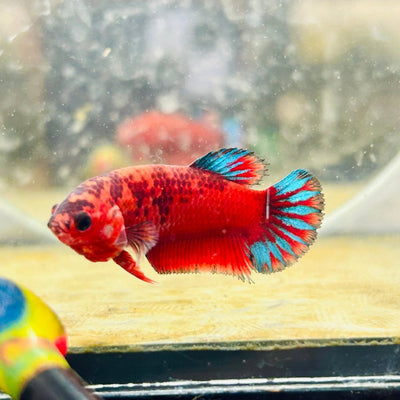 Plakat Startail Red Fancy Hellboy Female Betta 012