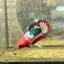 Plakat Startail Red Fancy Hellboy Female Betta F33