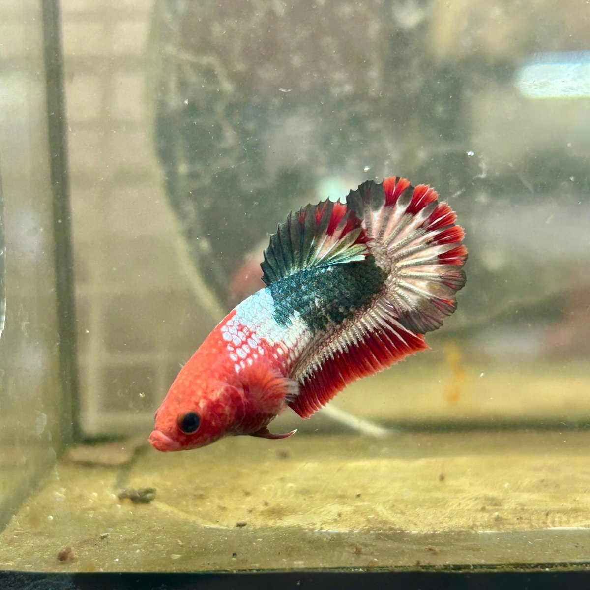 Plakat Startail Red Fancy Hellboy Female Betta F33