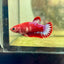 Plakat Startail Red Fancy Hellboy Female Betta F33