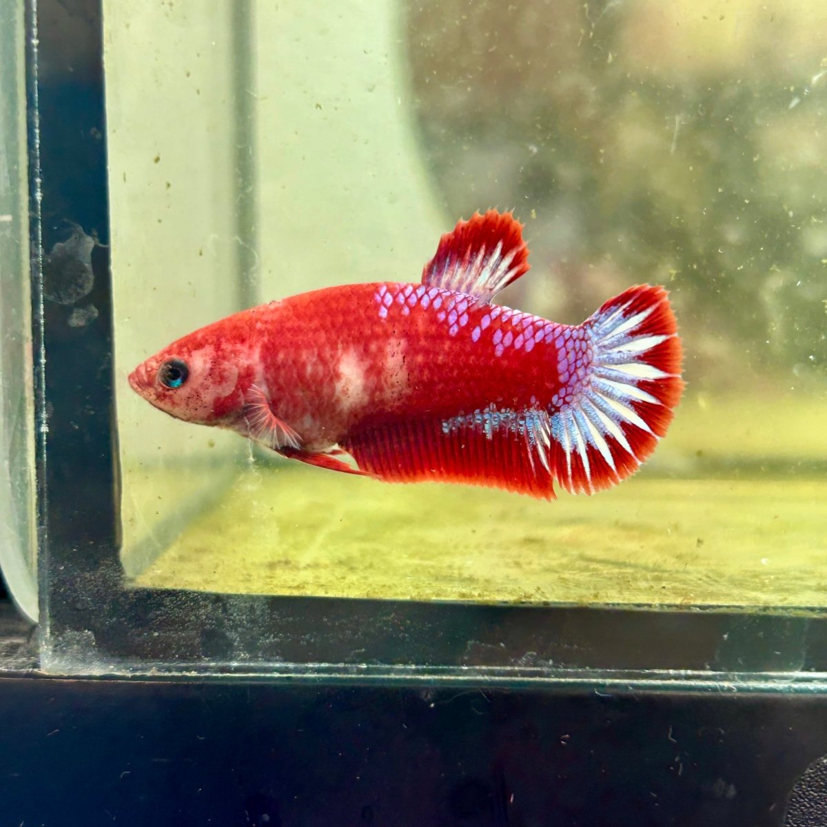 Plakat Startail Red Fancy Hellboy Female Betta F33