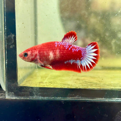 Plakat Startail Red Fancy Hellboy Female Betta F33