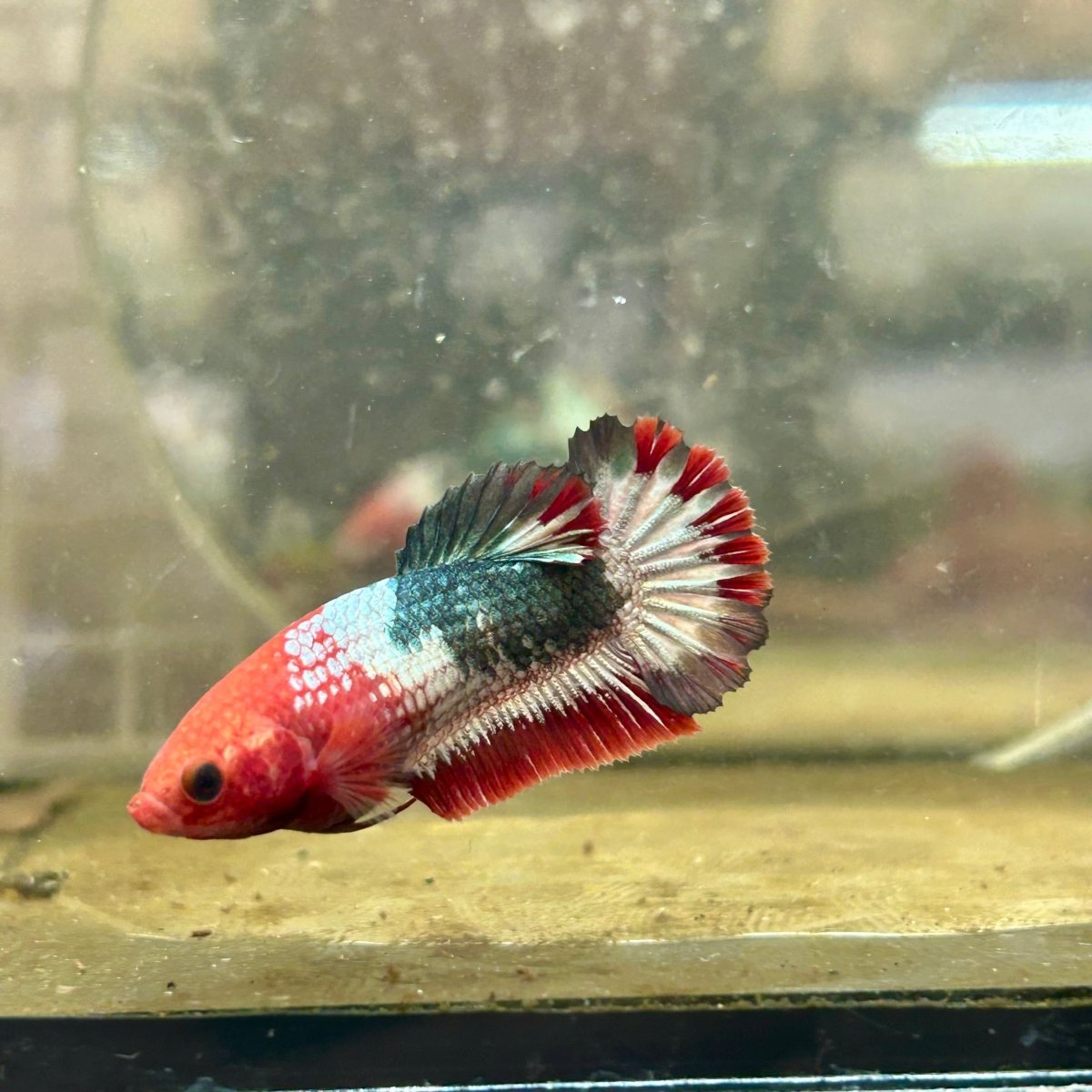 Plakat Startail Red Fancy Hellboy Female Betta F33