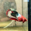 Plakat Startail Red Fancy Hellboy Female Betta F33