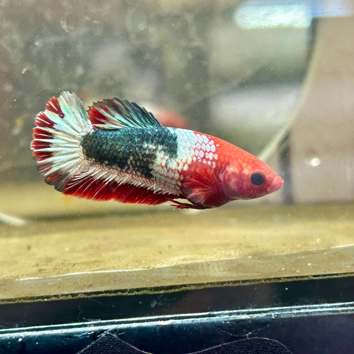 Plakat Startail Red Fancy Hellboy Female Betta F33