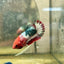 Plakat Startail Red Fancy Hellboy Female Betta F33