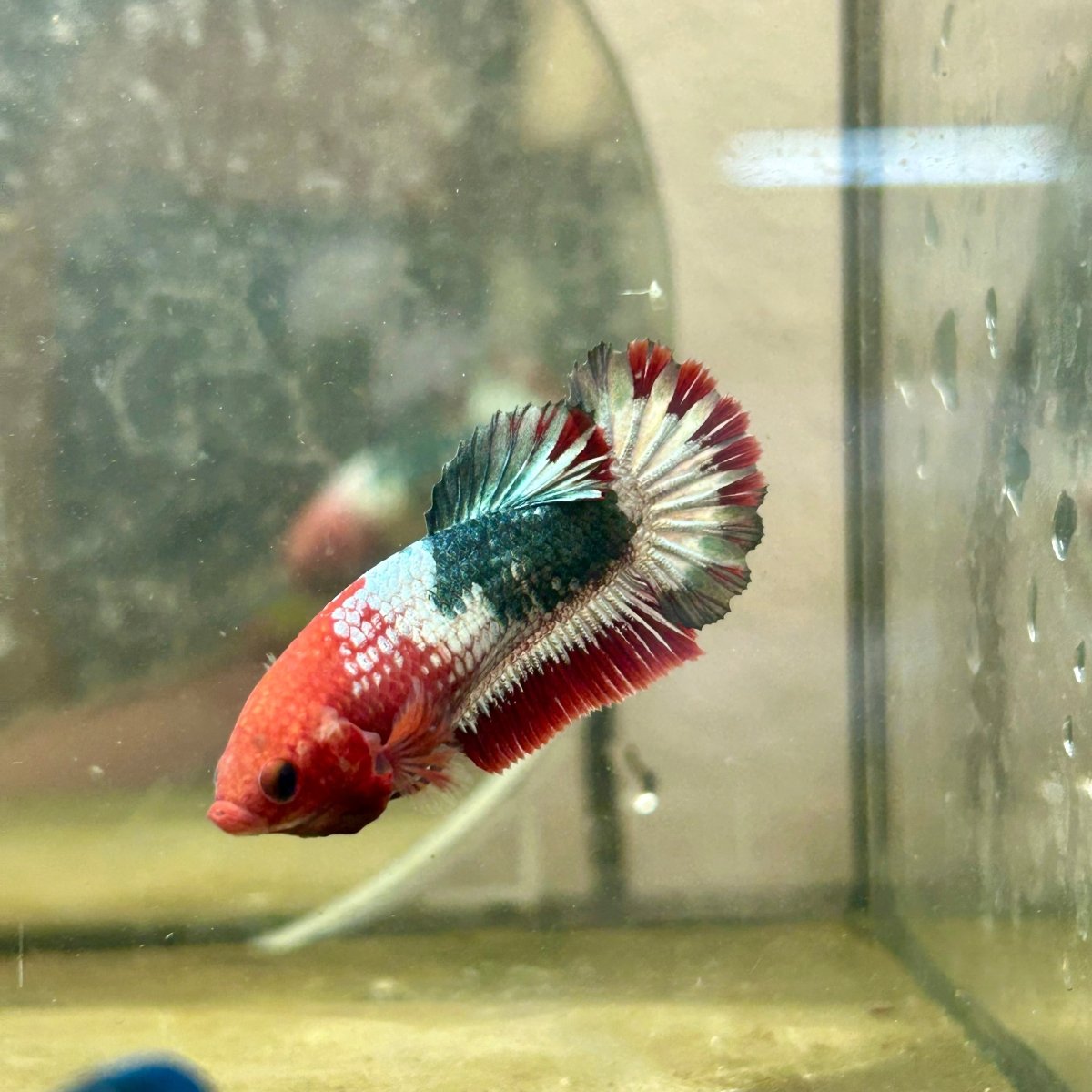 Plakat Startail Red Fancy Hellboy Female Betta F33