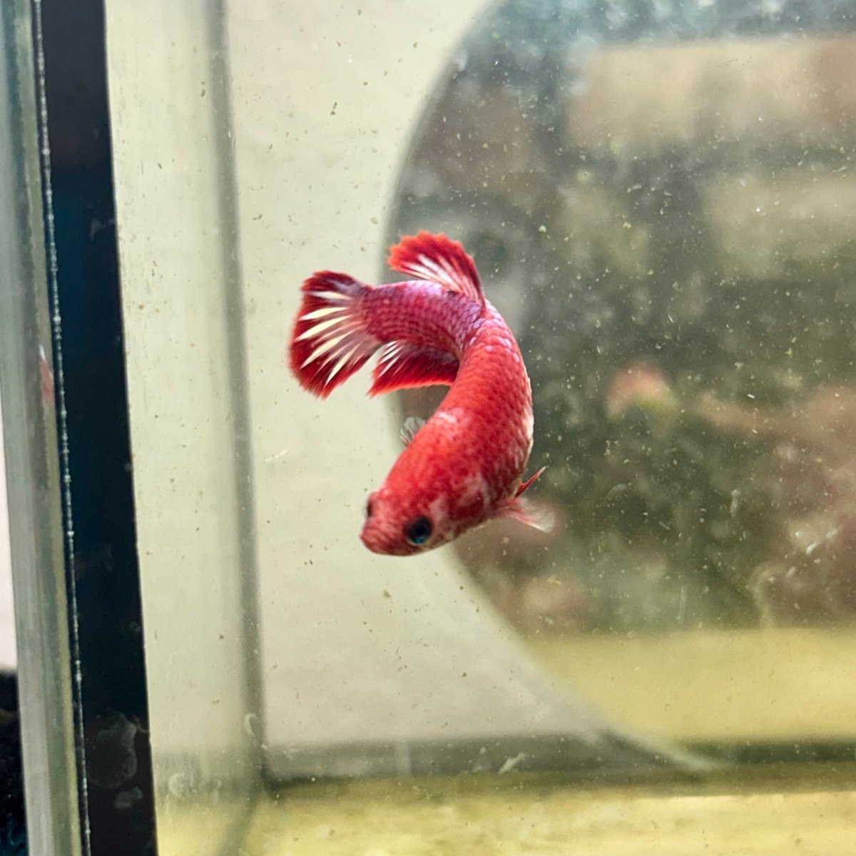 Plakat Startail Red Fancy Hellboy Female Betta F33