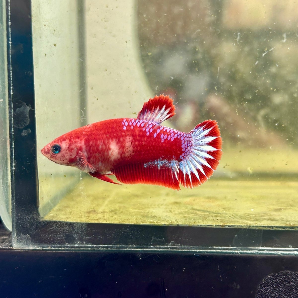 Plakat Startail Red Fancy Hellboy Female Betta F33