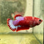 Plakat Startail Red Fancy Hellboy Female Betta F33