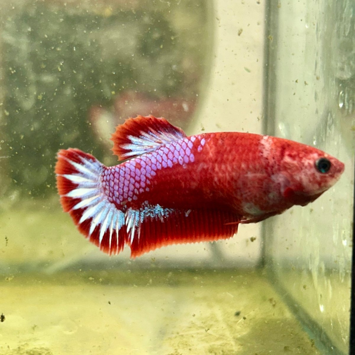 Plakat Startail Red Fancy Hellboy Female Betta F33