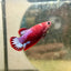 Plakat Startail Red Fancy Hellboy Female Betta F33