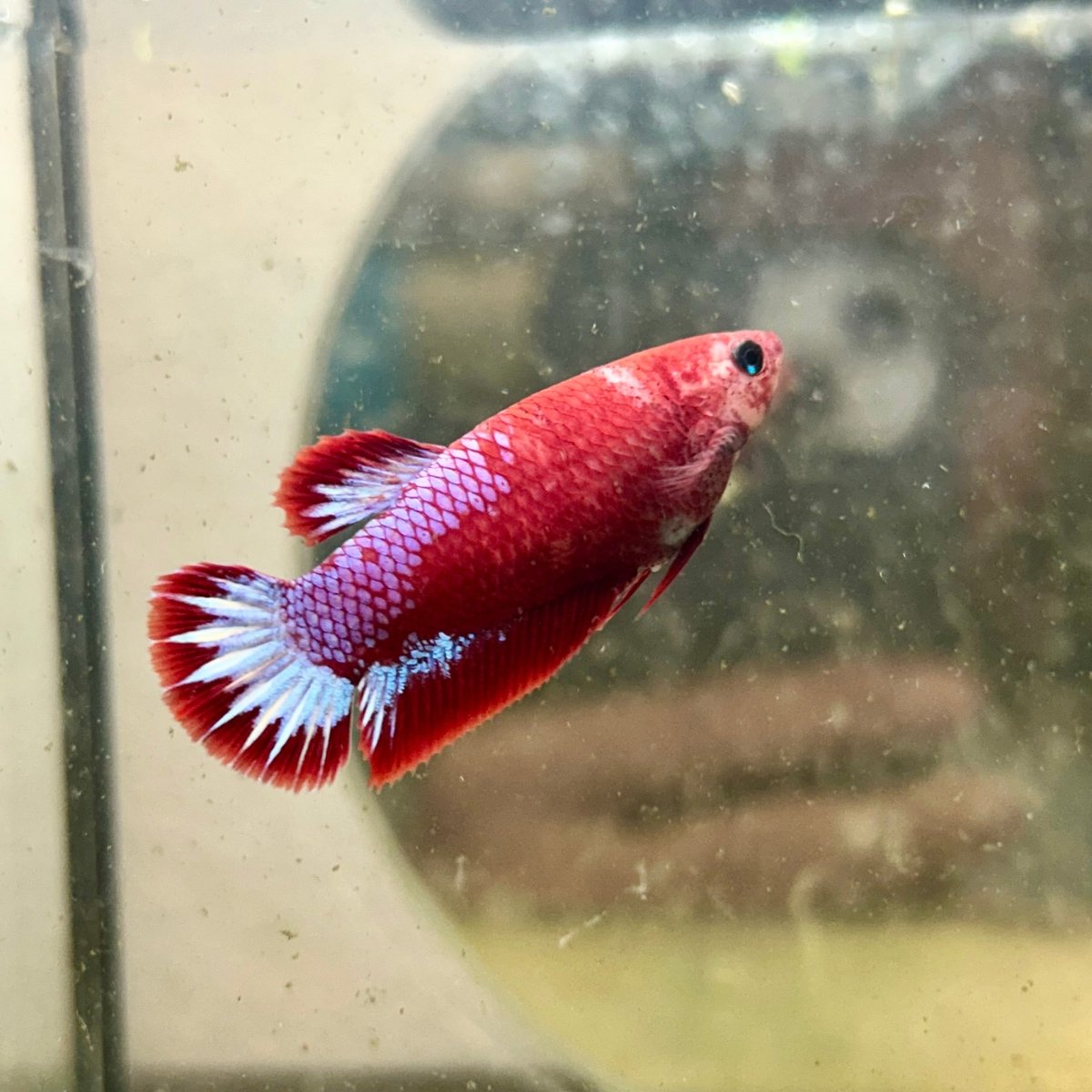 Plakat Startail Red Fancy Hellboy Female Betta F33