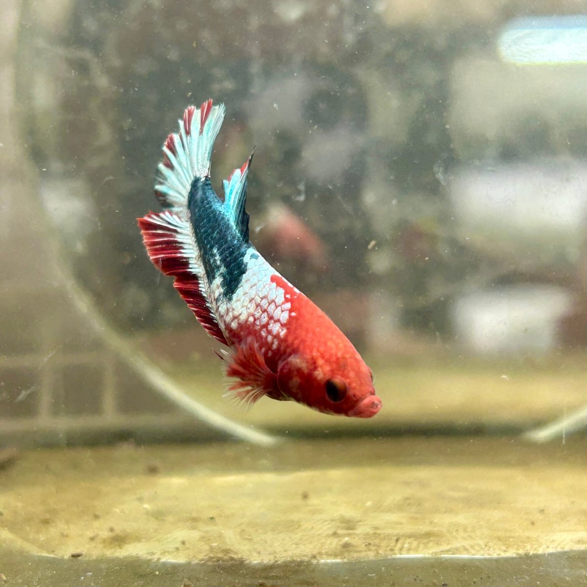 Plakat Startail Red Fancy Hellboy Female Betta F33