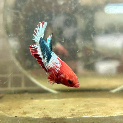 Plakat Startail Red Fancy Hellboy Female Betta F33