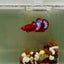 Plakat Startail Red Fancy Hellboy Female Betta J47