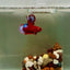 Plakat Startail Red Fancy Hellboy Female Betta J47
