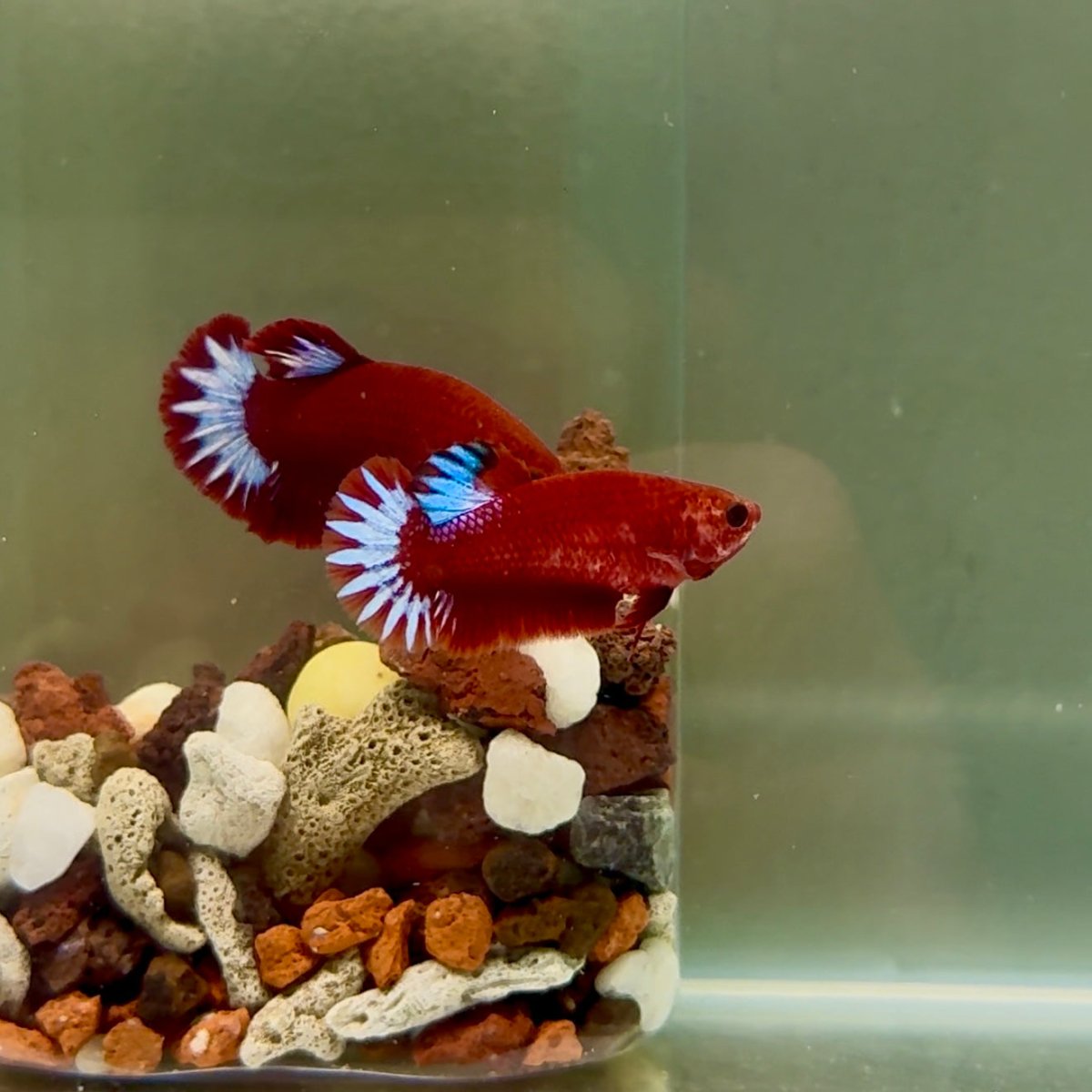Plakat Startail Red Fancy Hellboy Female Betta J47