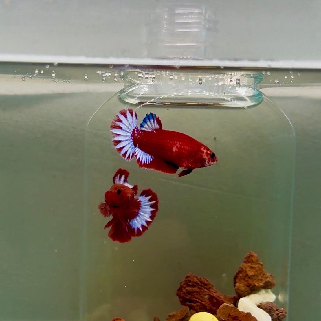 Plakat Startail Red Fancy Hellboy Female Betta J49