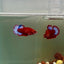 Plakat Startail Red Fancy Hellboy Female Betta J49