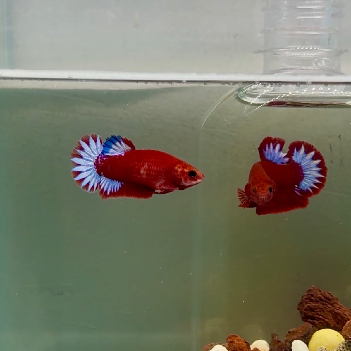 Plakat Startail Red Fancy Hellboy Female Betta J49