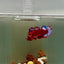 Plakat Startail Red Fancy Hellboy Female Betta J49