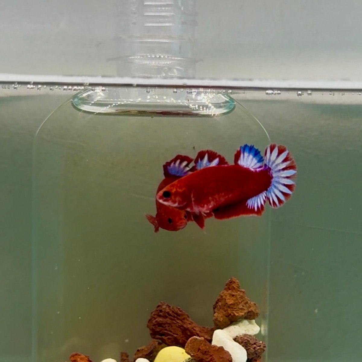 Plakat Startail Red Fancy Hellboy Female Betta J49