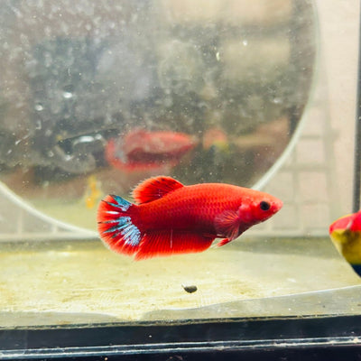 Plakat Startail Red Fancy Hellboy Female Betta N89