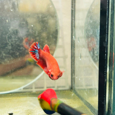 Plakat Startail Red Fancy Hellboy Female Betta N89