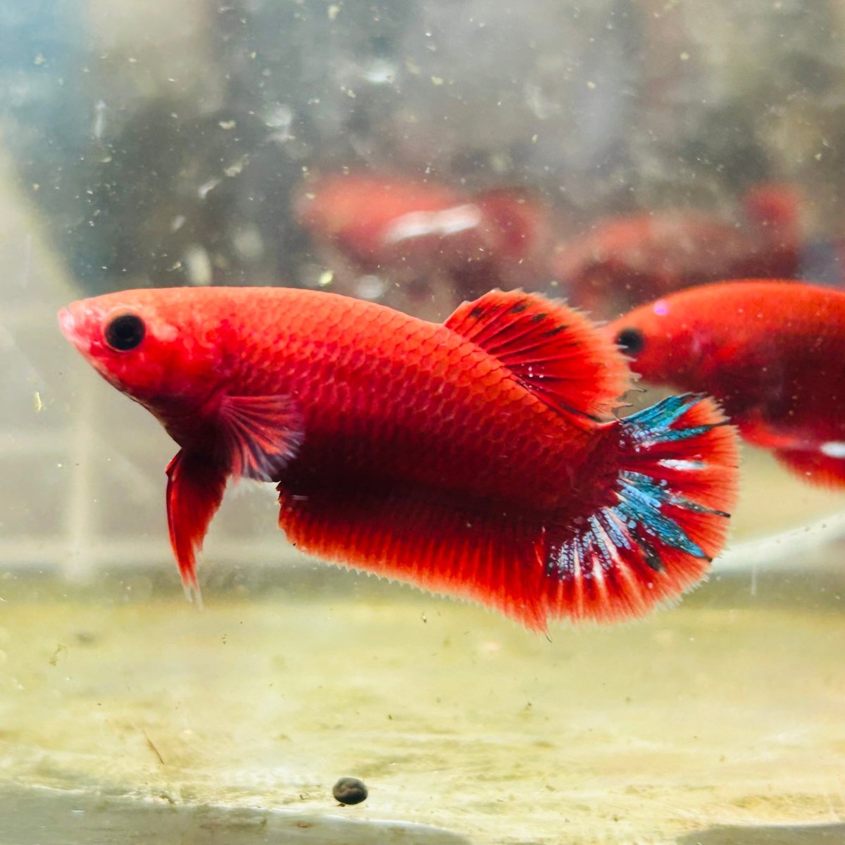 Plakat Startail Red Fancy Hellboy Female Betta N89