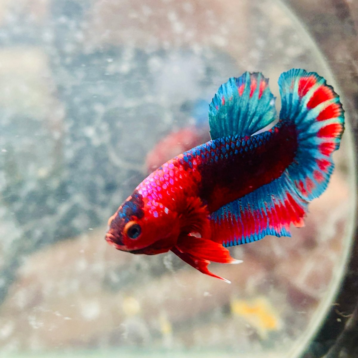 Plakat Startail Red Fancy Hellboy Male Betta 006