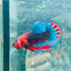 Plakat Startail Red Fancy Hellboy Male Betta 006