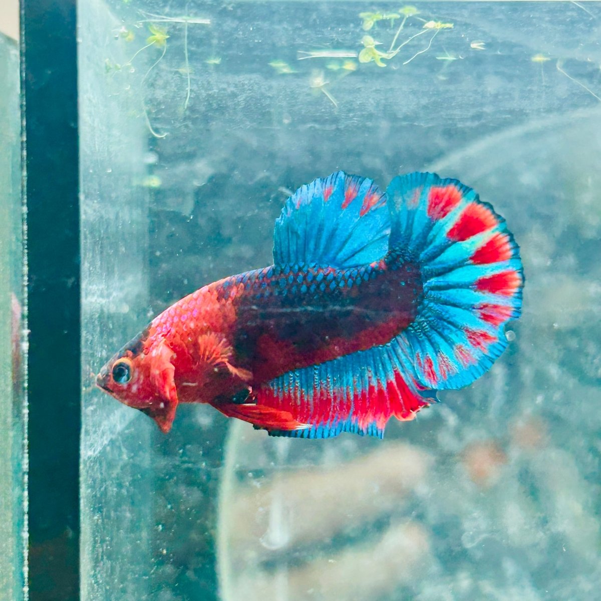 Plakat Startail Red Fancy Hellboy Male Betta 006