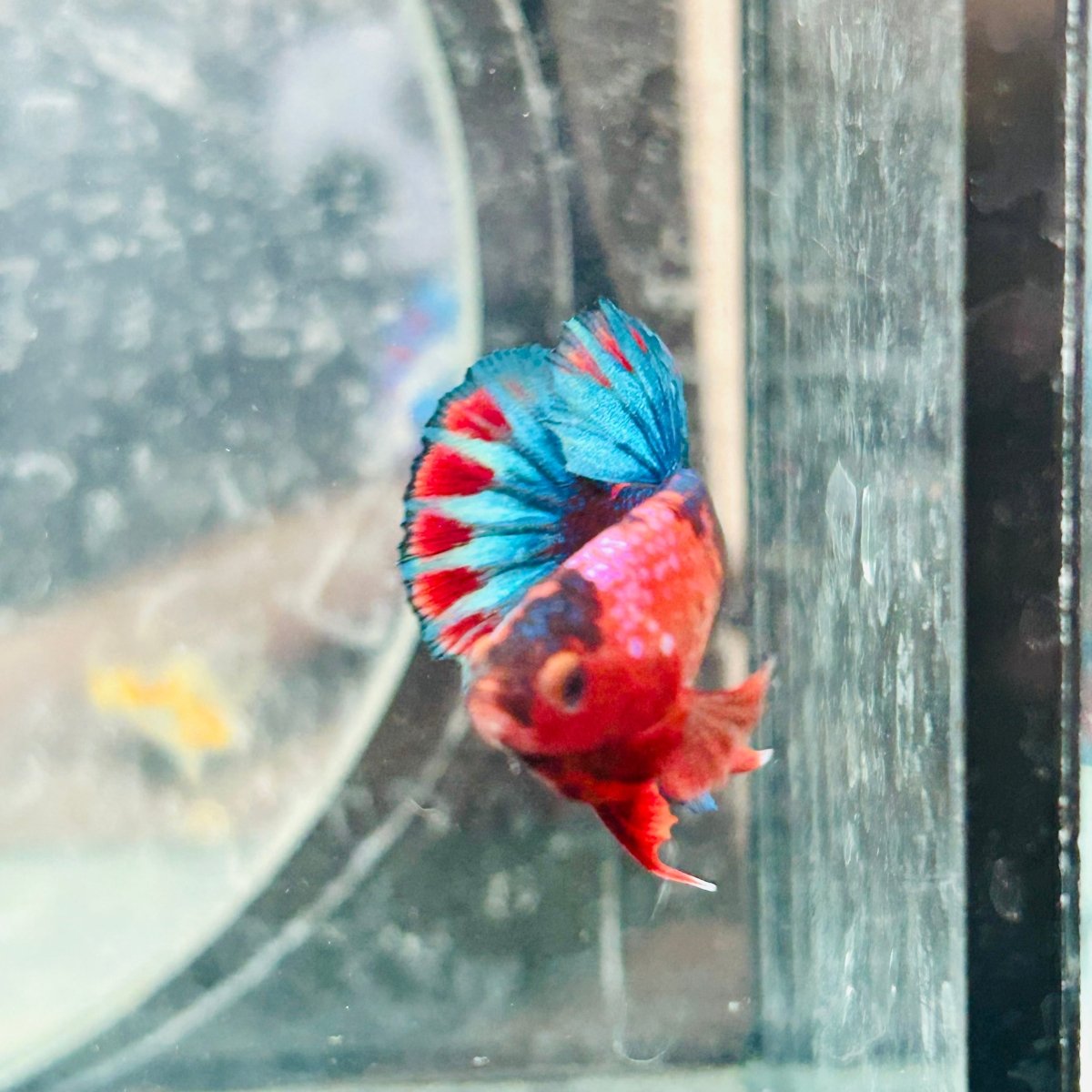 Plakat Startail Red Fancy Hellboy Male Betta 006