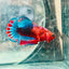 Plakat Startail Red Fancy Hellboy Male Betta 006