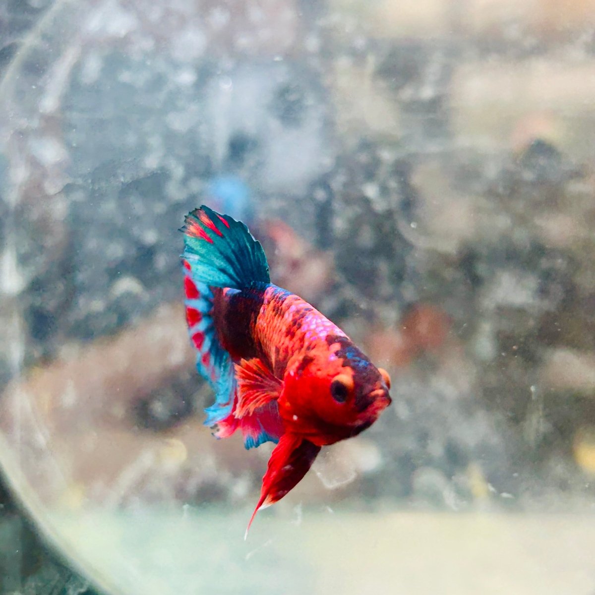 Plakat Startail Red Fancy Hellboy Male Betta 006